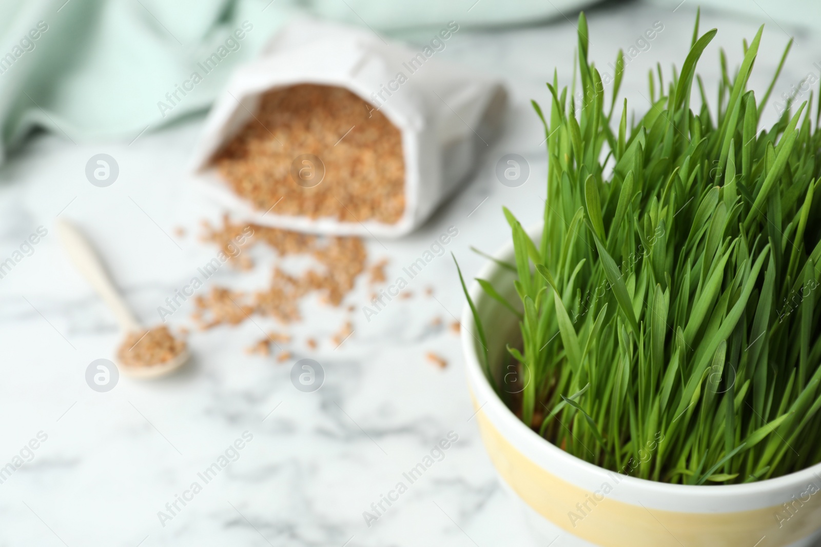 Photo of Ceramic pot with fresh wheat grass on table, closeup. Space for text