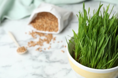 Photo of Ceramic pot with fresh wheat grass on table, closeup. Space for text