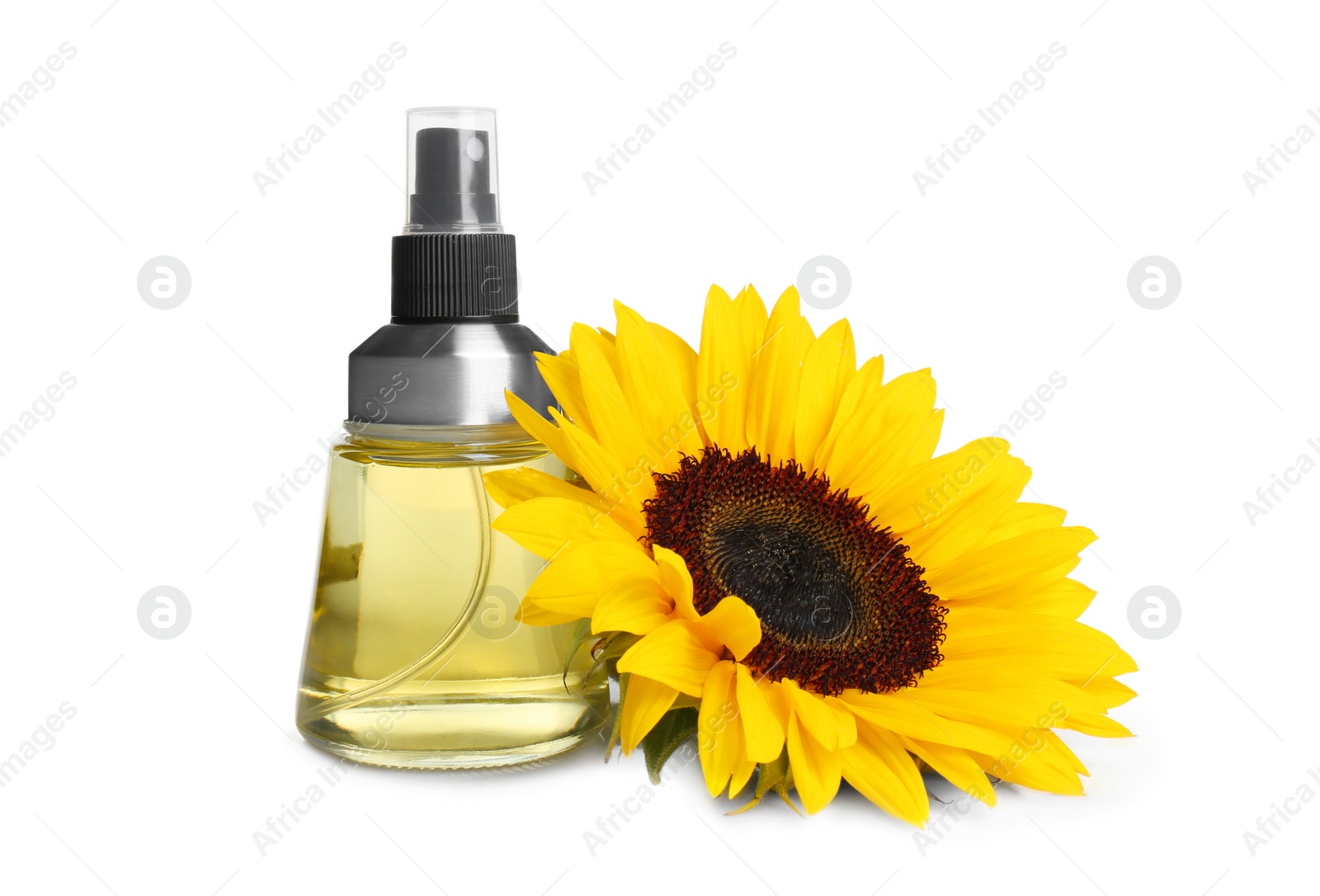 Photo of Spray bottle with cooking oil and sunflower on white background