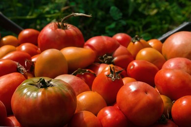Photo of Closeup view of red ripe tomatoes outdoors on sunny day