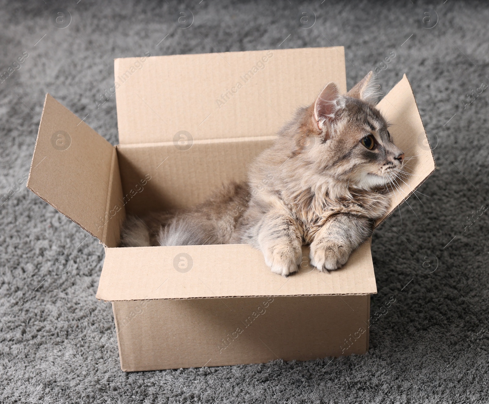 Photo of Cute fluffy cat in cardboard box on carpet. Space for text