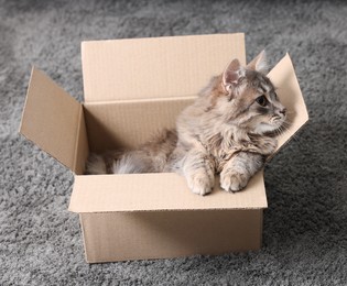 Photo of Cute fluffy cat in cardboard box on carpet. Space for text