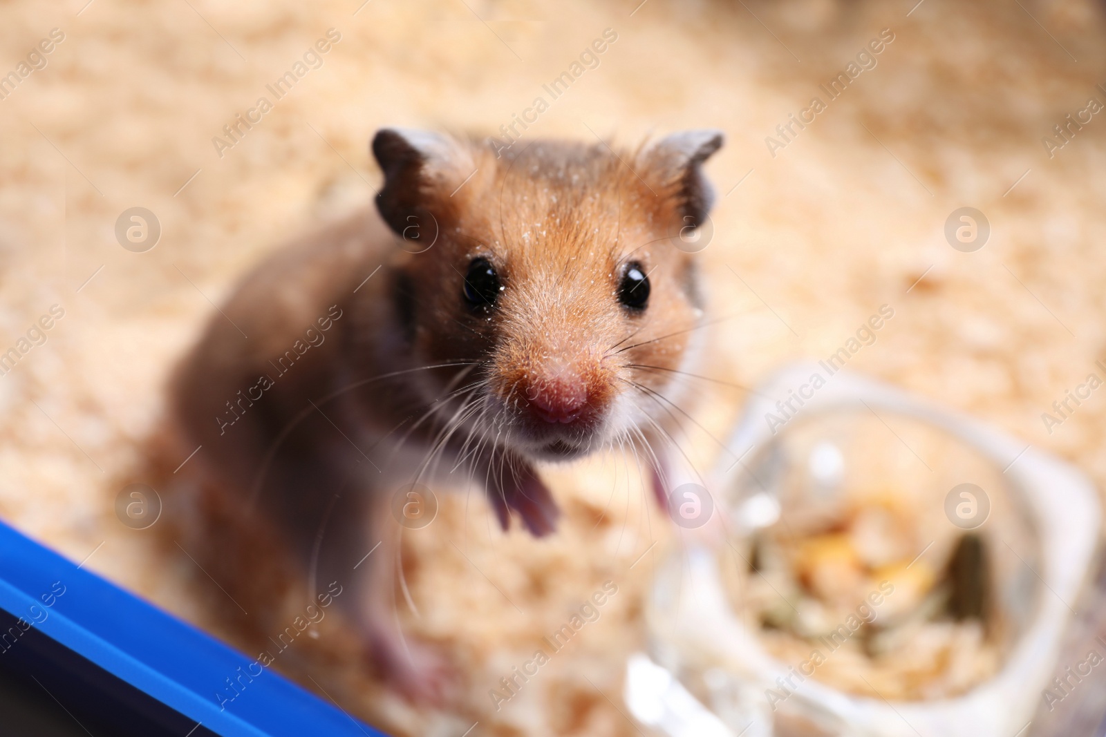 Photo of Cute little hamster in tray, closeup view