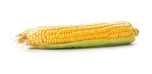 Tasty sweet corn cob on white background