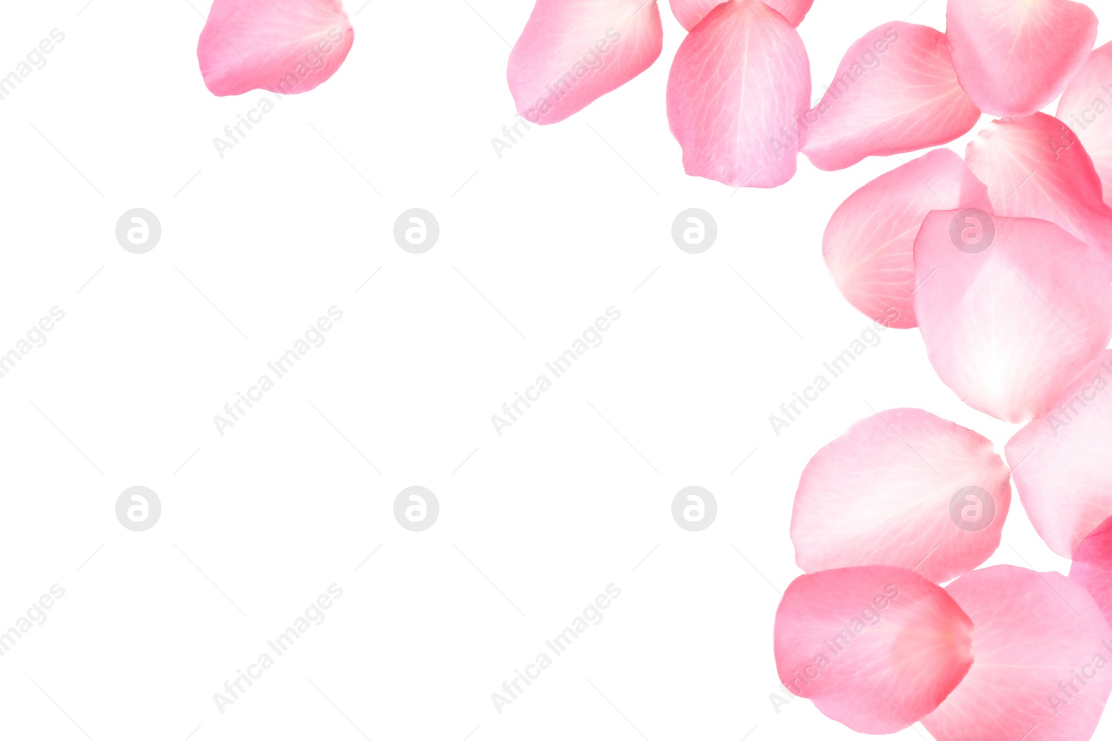 Photo of Fresh pink rose petals on white background, top view