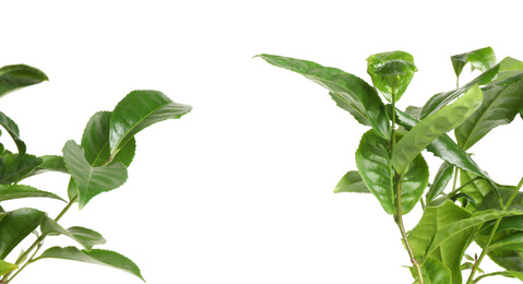 Green leaves of tea plant on white background