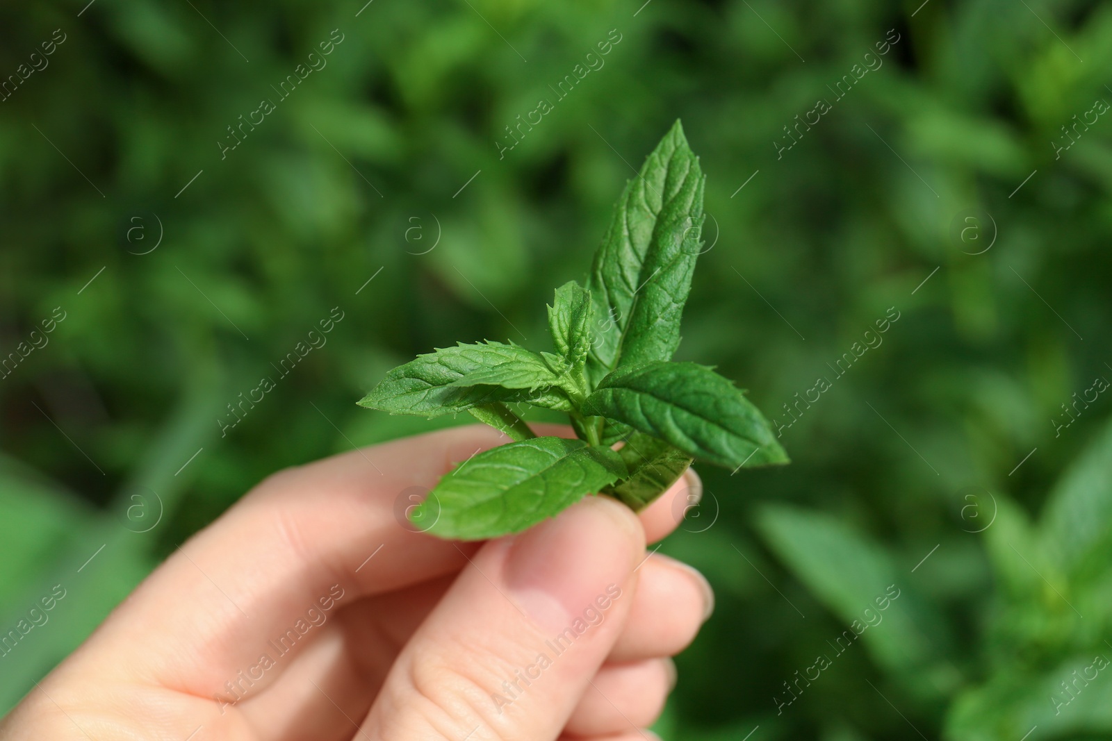 Photo of Woman holding fresh green mint outdoors, closeup