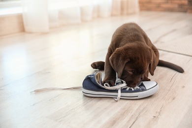 Photo of Chocolate Labrador Retriever puppy playing with sneaker on floor indoors. Space for text
