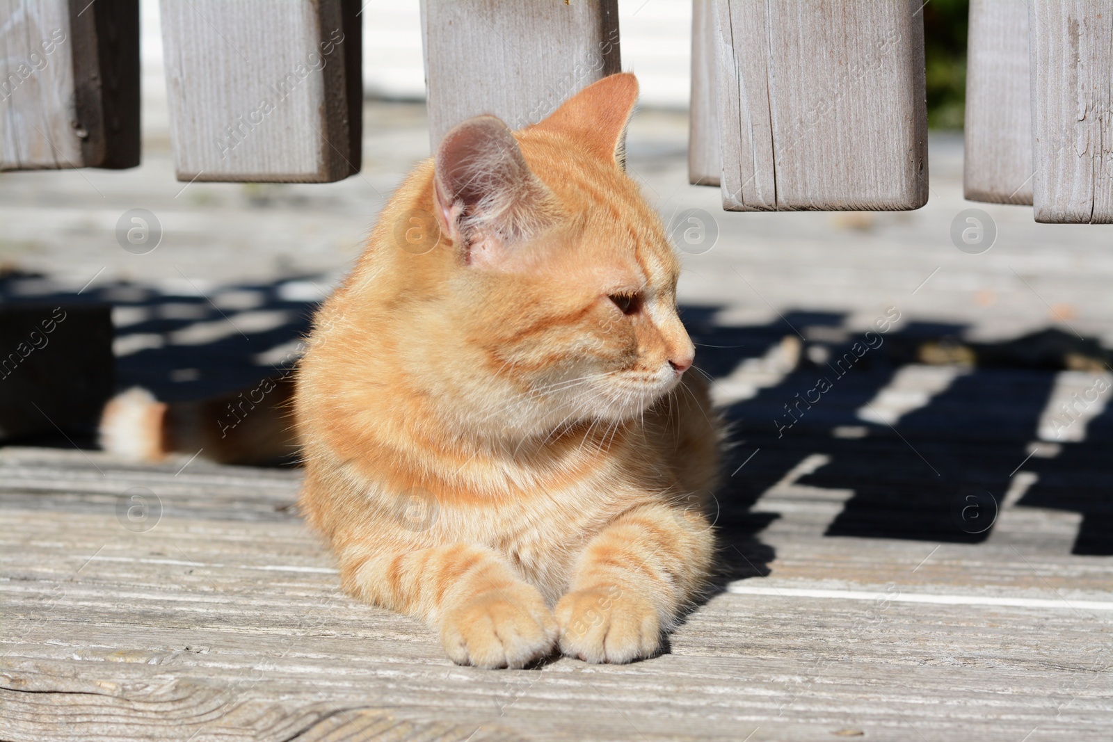 Photo of Lonely stray cat outdoors on sunny day, space for text. Homeless pet