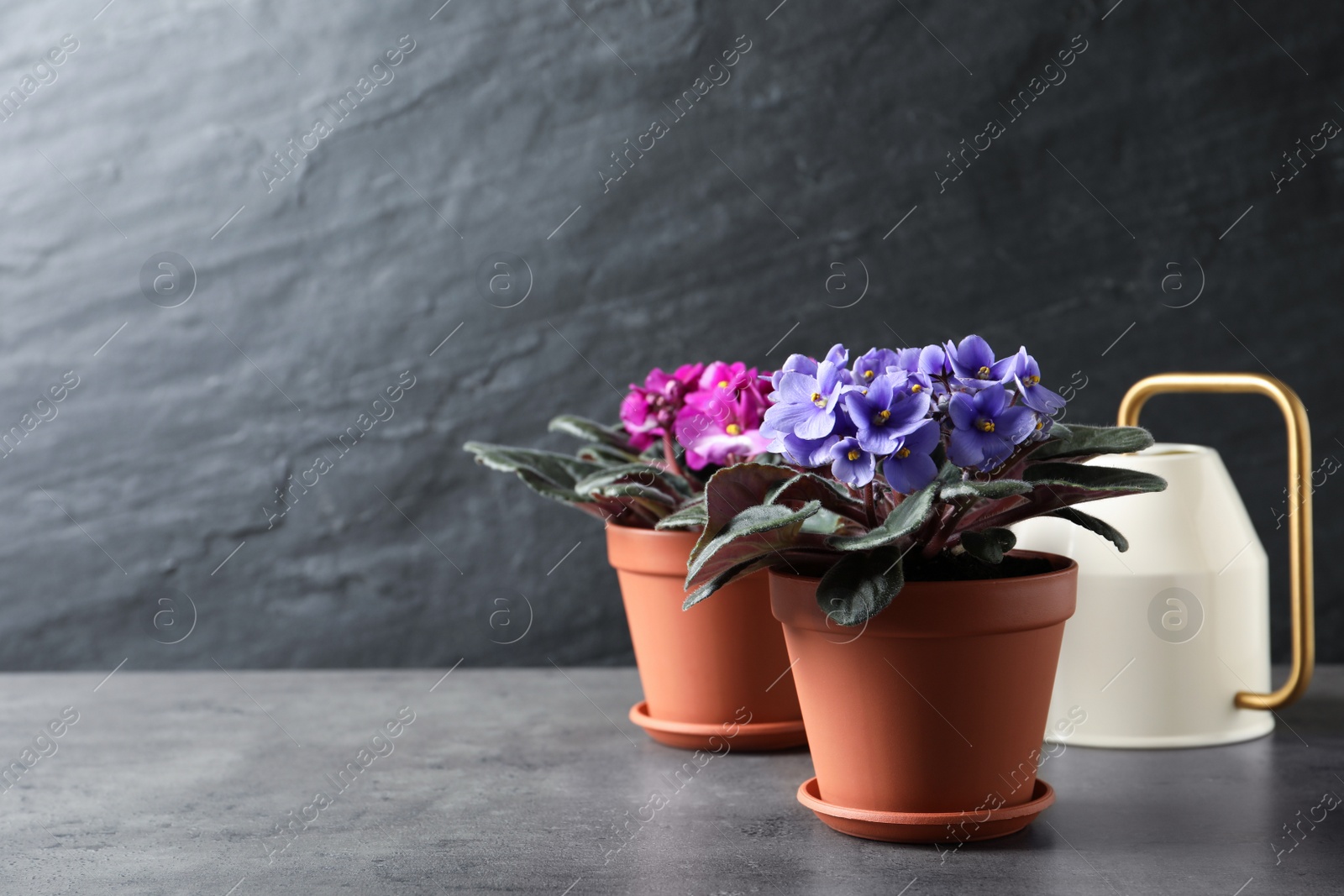 Photo of Beautiful potted violets and watering can on grey table, space for text. Delicate house plants