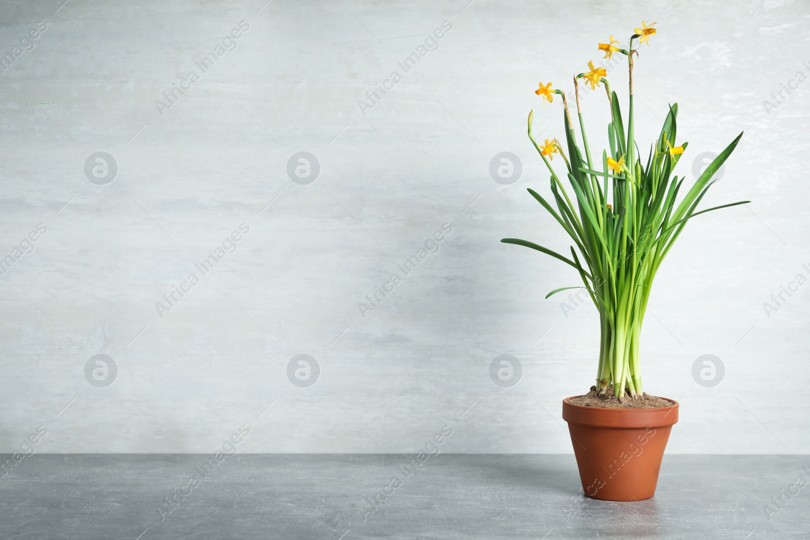 Photo of Beautiful narcissuses in flowerpot on light grey stone table. Space for text
