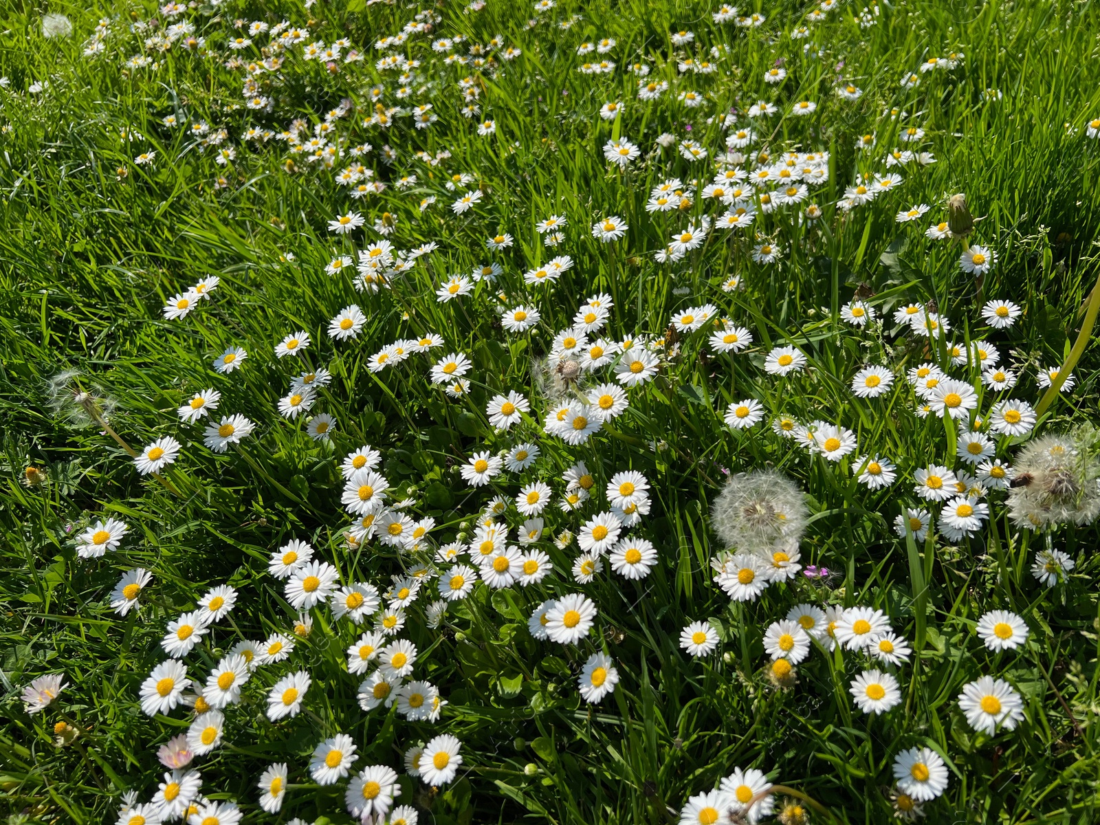 Photo of Beautiful white daisy flowers, dandelions and green grass growing outdoors