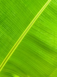 Closeup view of fresh green banana leaf as background
