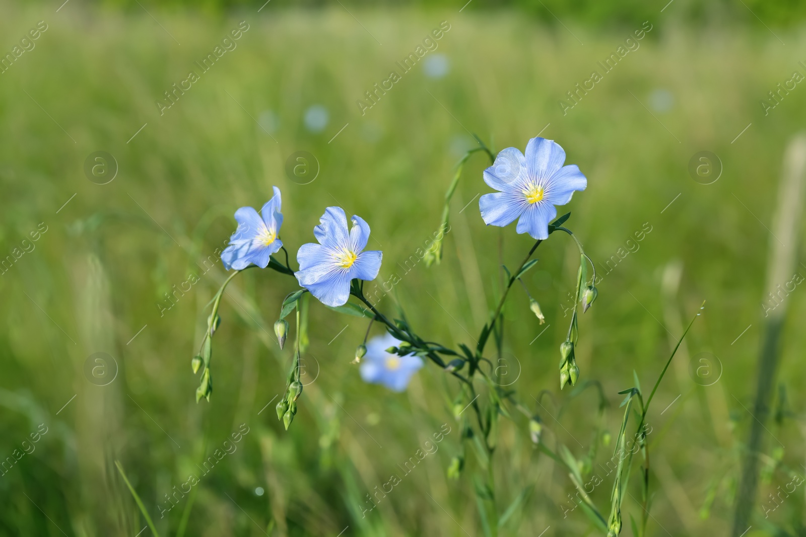 Photo of Beautiful flowers growing in meadow on sunny day