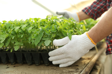 Photo of Man taking seedling tray with young tomato plants from table, closeup