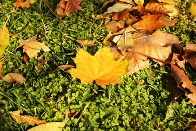 Photo of Beautiful dry leaves on green grass outdoors, flat lay. Autumn season