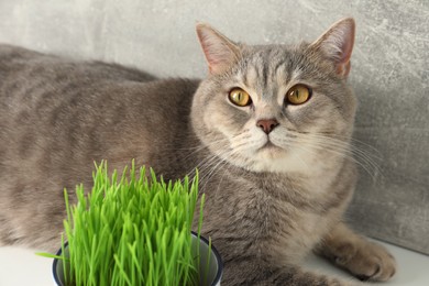 Photo of Cute cat and fresh green grass near grey wall