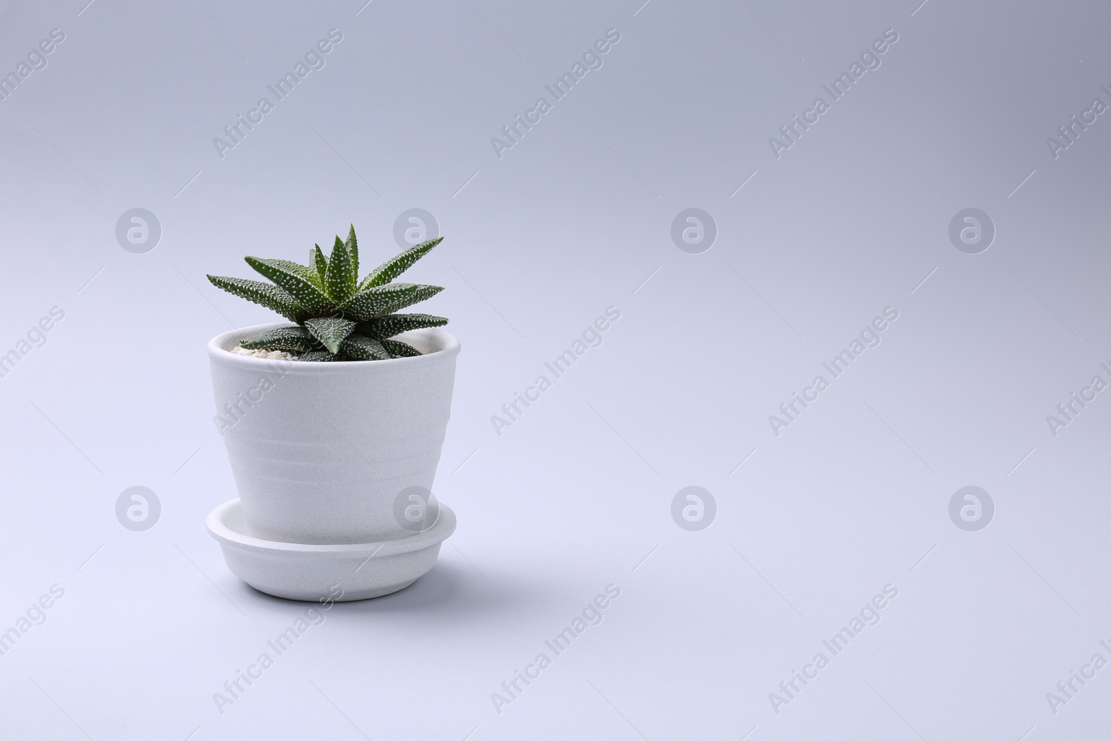 Photo of Beautiful succulent plant in pot on white background, space for text