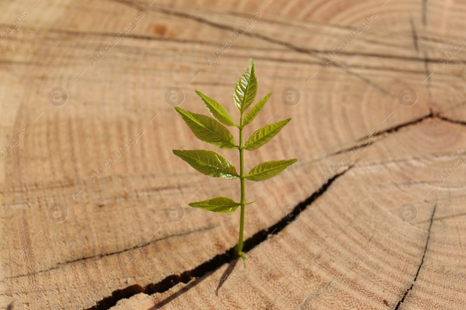 Photo of Young seedling growing out of tree stump, closeup. New life concept