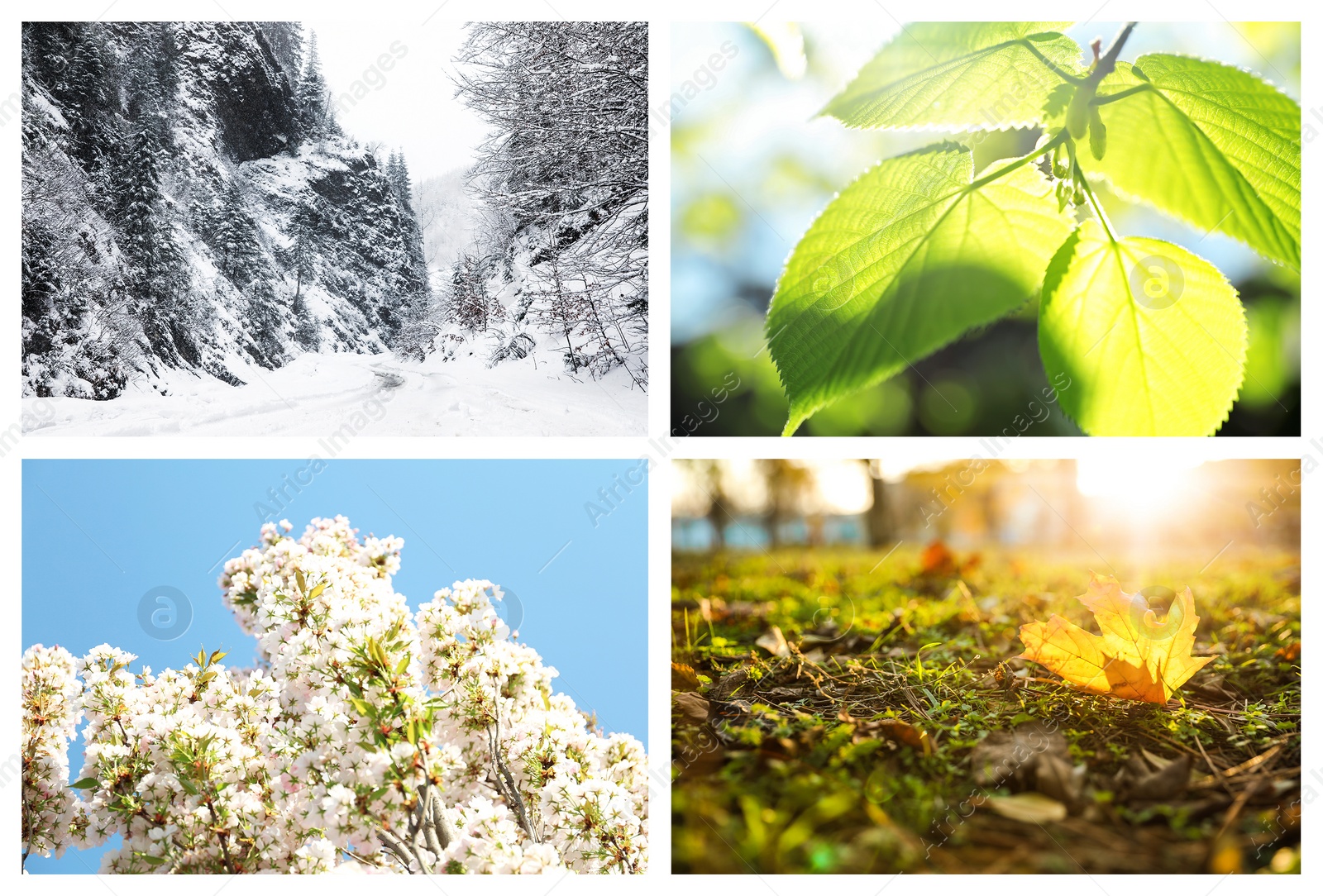Image of Beautiful photos of nature. Four seasons collage