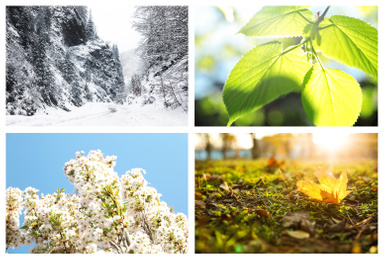 Image of Beautiful photos of nature. Four seasons collage