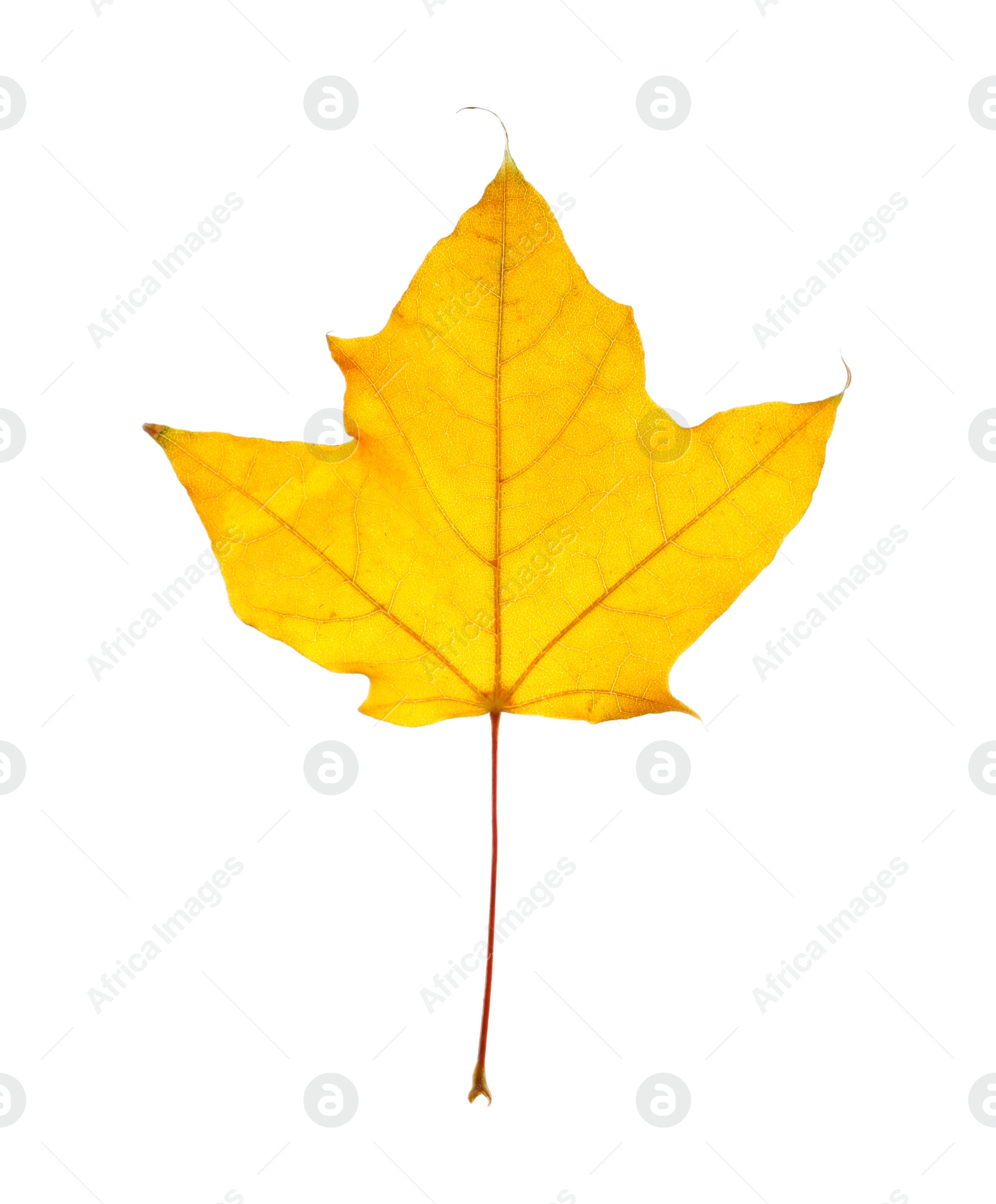 Photo of Beautiful autumn leaf on white background. Fall foliage