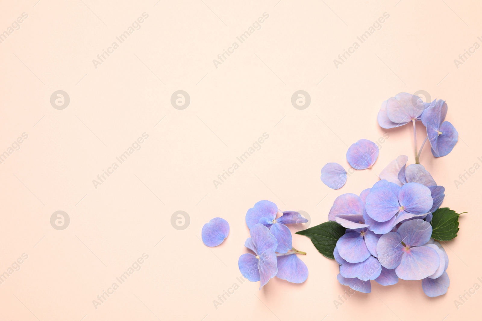 Photo of Beautiful hortensia flowers with leaves on pale light beige background, flat lay. Space for text