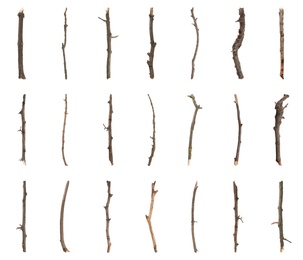 Set of old dry tree branches on white background