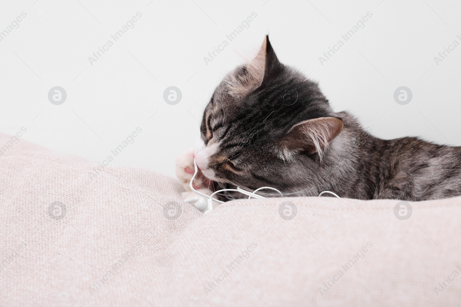 Photo of Naughty cat gnawing wired earphones on sofa indoors