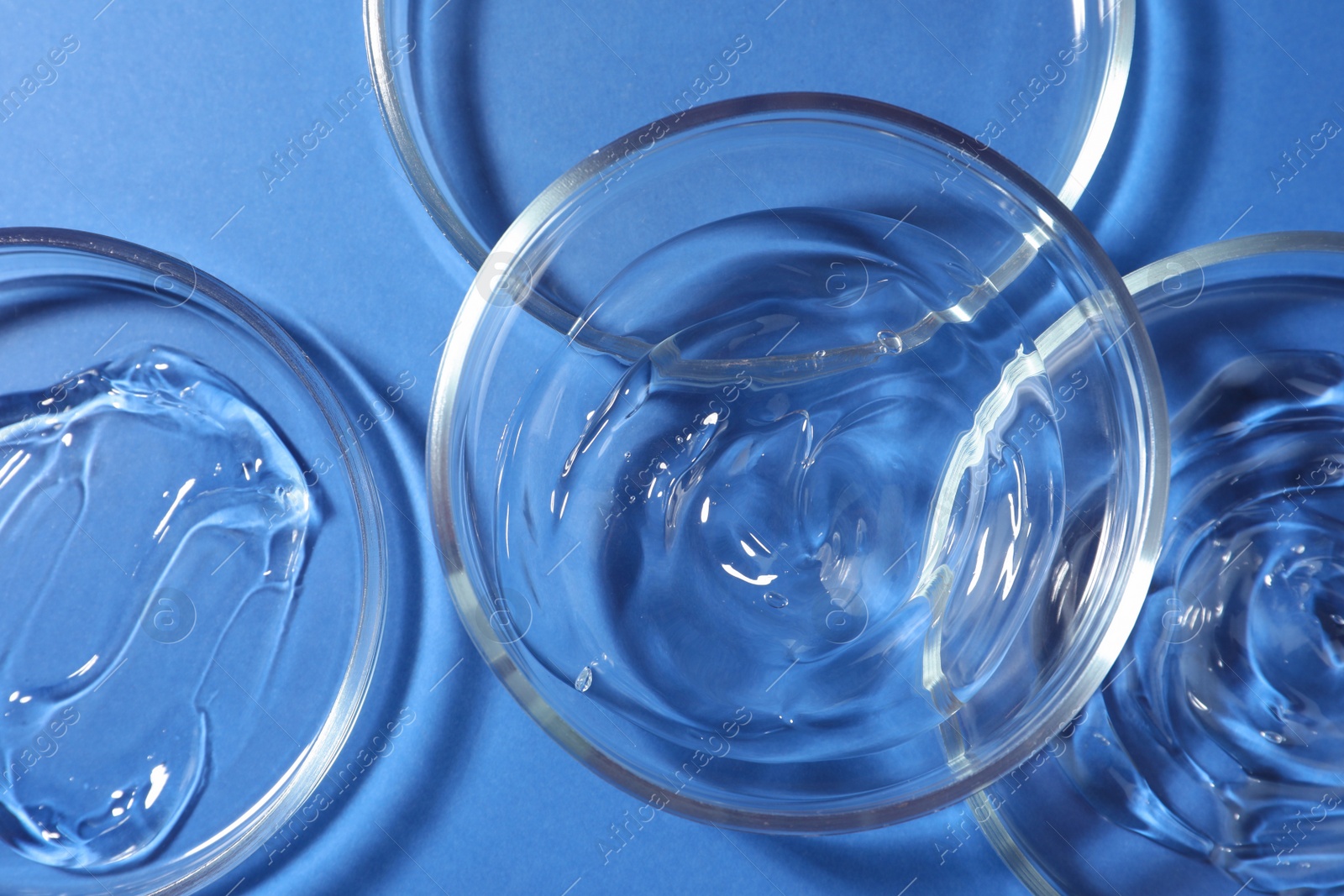 Photo of Petri dishes with liquids on blue background, flat lay