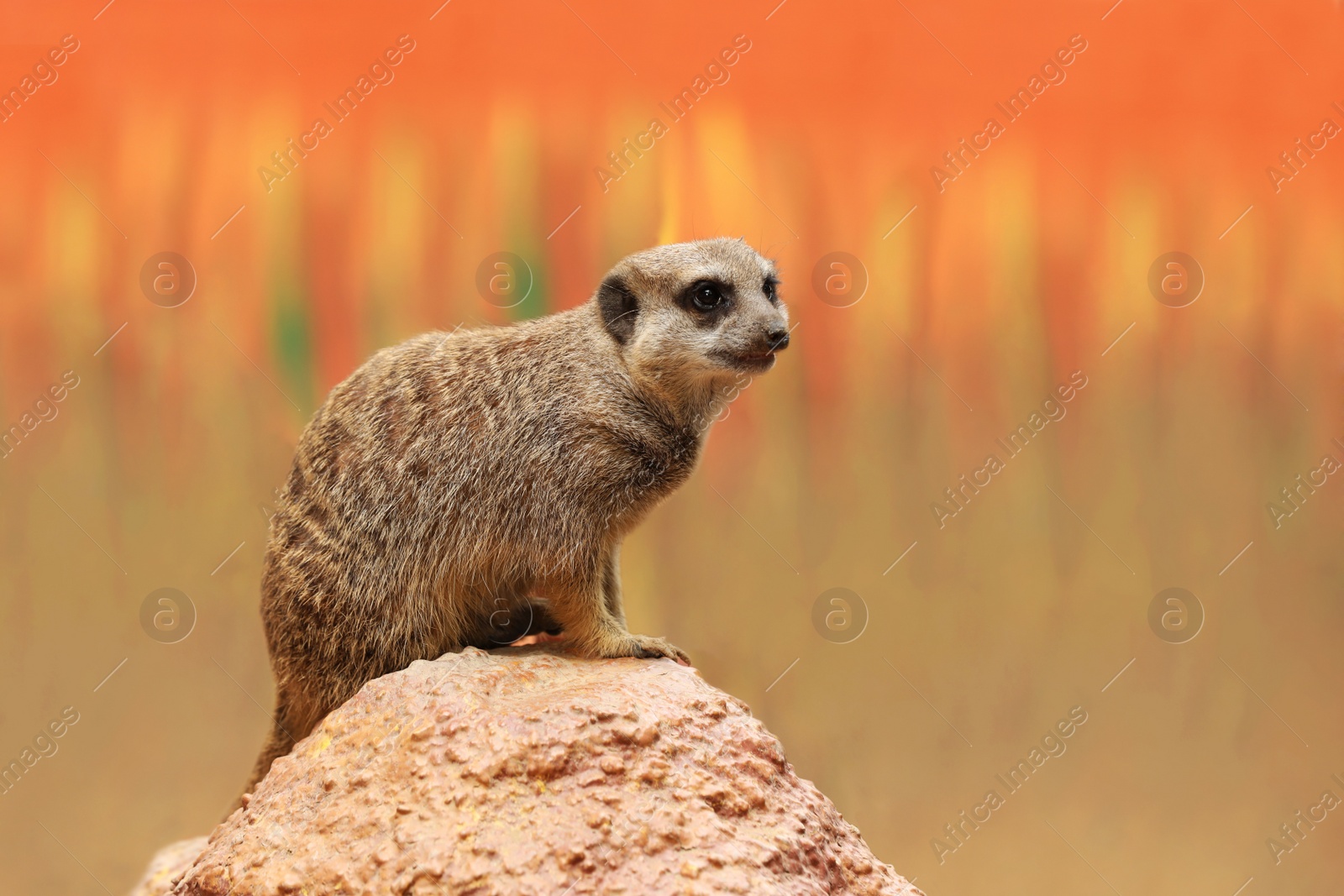 Photo of Cute meerkat in zoo enclosure. Exotic animal