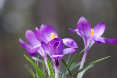 Photo of Fresh purple crocus flowers growing on blurred background