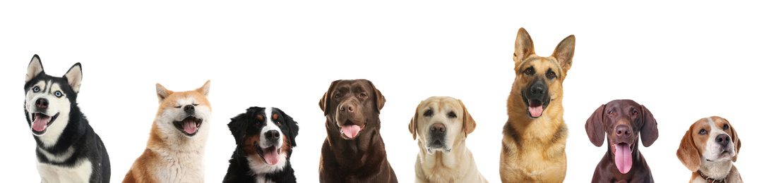 Collage with different dogs on white background. Banner design