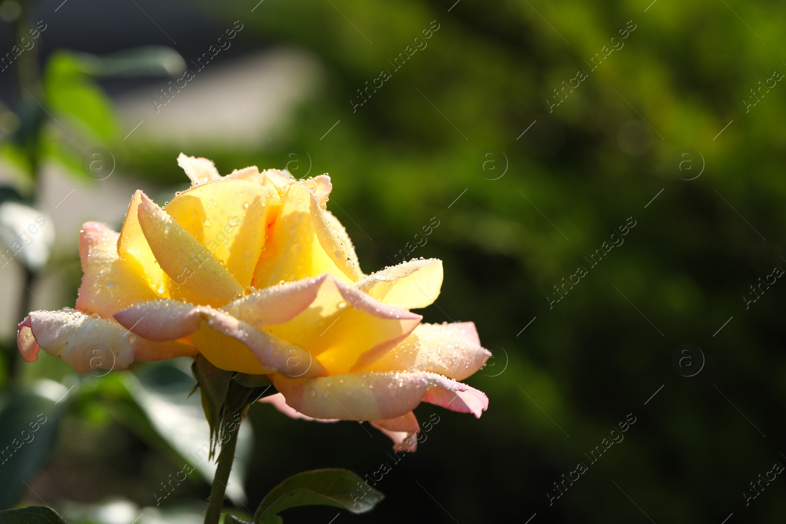 Photo of Beautiful blooming rose in garden on sunny day, closeup view. Space for text