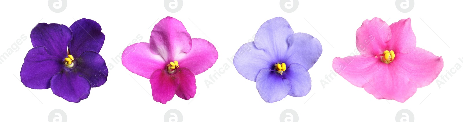 Image of Set with beautiful violet flowers on white background. Banner design