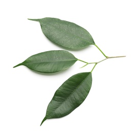 Photo of Fresh green ficus leaves on white background