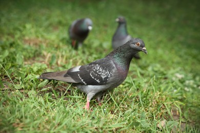 Photo of Beautiful grey doves on green grass outdoors