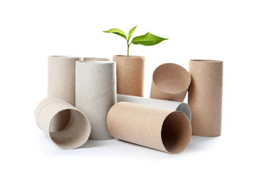 Empty toilet paper rolls and plant on white background