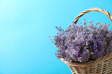 Photo of Basket with fresh lavender flowers against blue background. Space for text