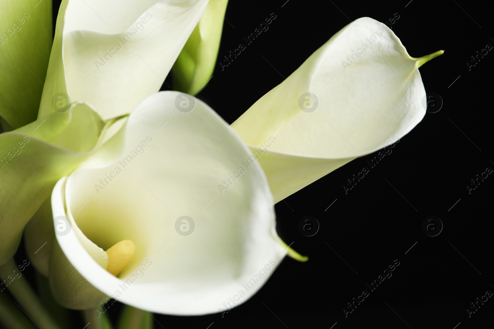 Photo of Beautiful calla lily flowers on black background, closeup