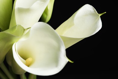 Beautiful calla lily flowers on black background, closeup
