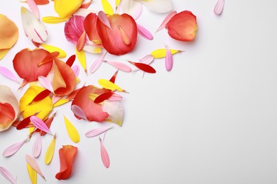 Pile of beautiful petals on white background, top view