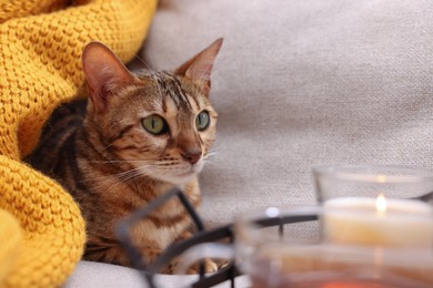 Photo of Cute Bengal cat lying near tray with tea on sofa at home. Adorable pet