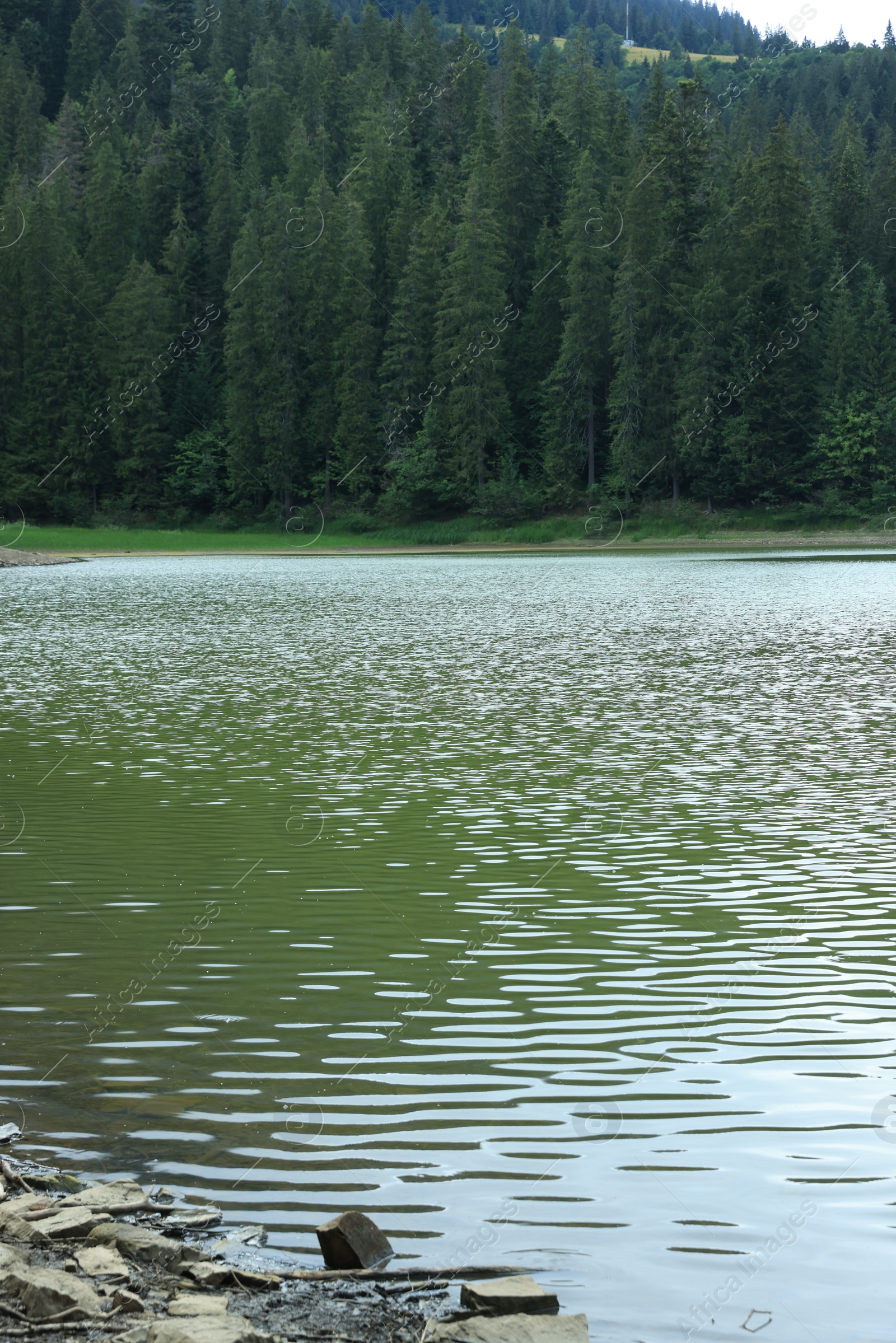 Photo of Picturesque view of clear lake near forest