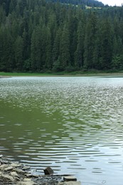 Photo of Picturesque view of clear lake near forest