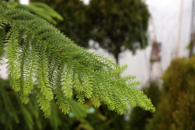 Coniferous plant branch, closeup. Christmas tree farm