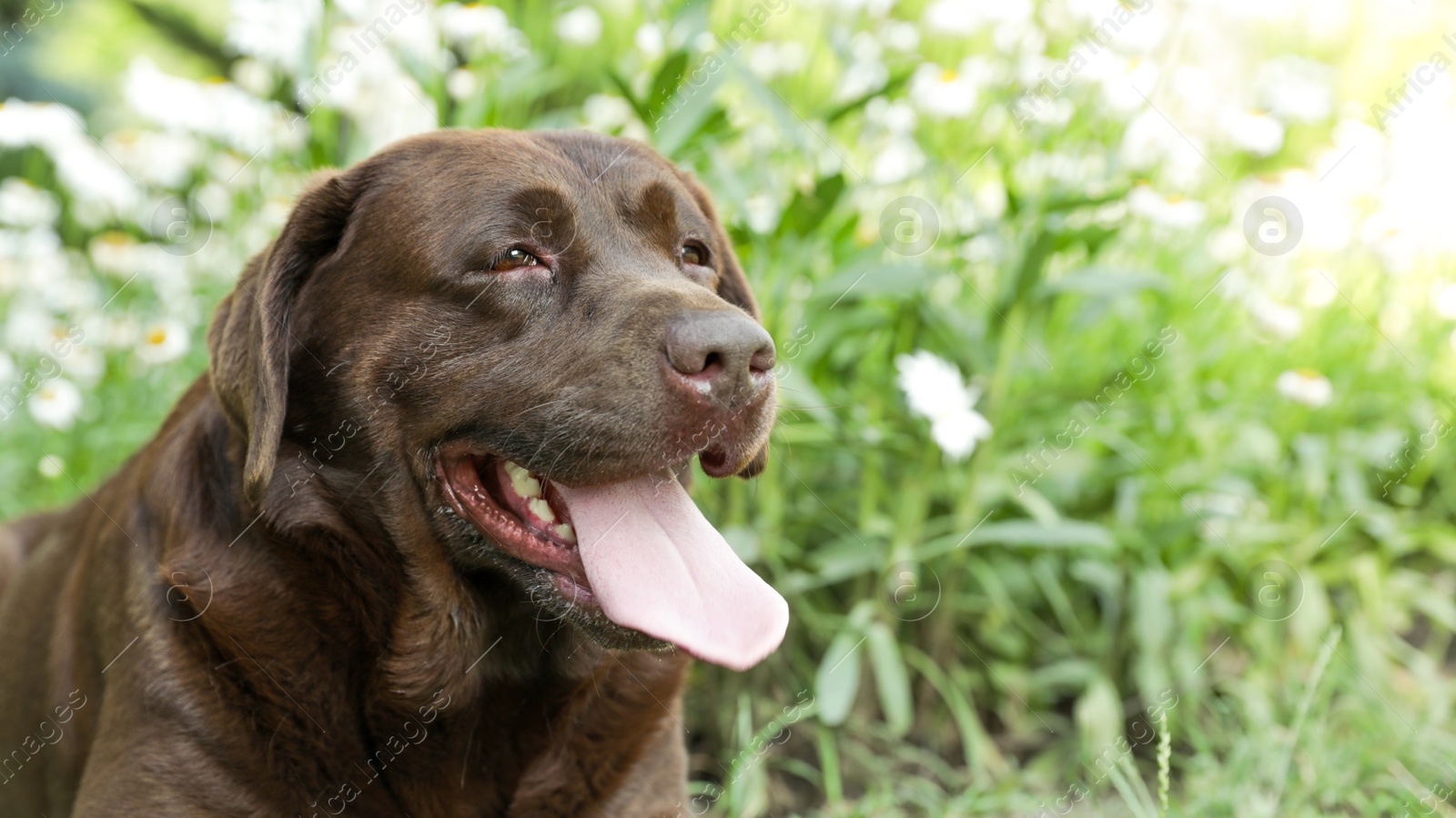 Photo of Funny Chocolate Labrador Retriever near flowers in green summer park