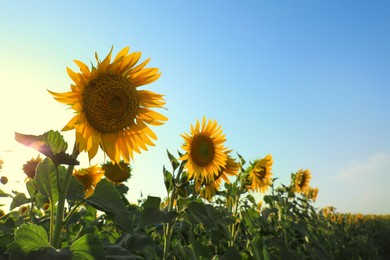 Sunflowers growing in field outdoors on sunny day