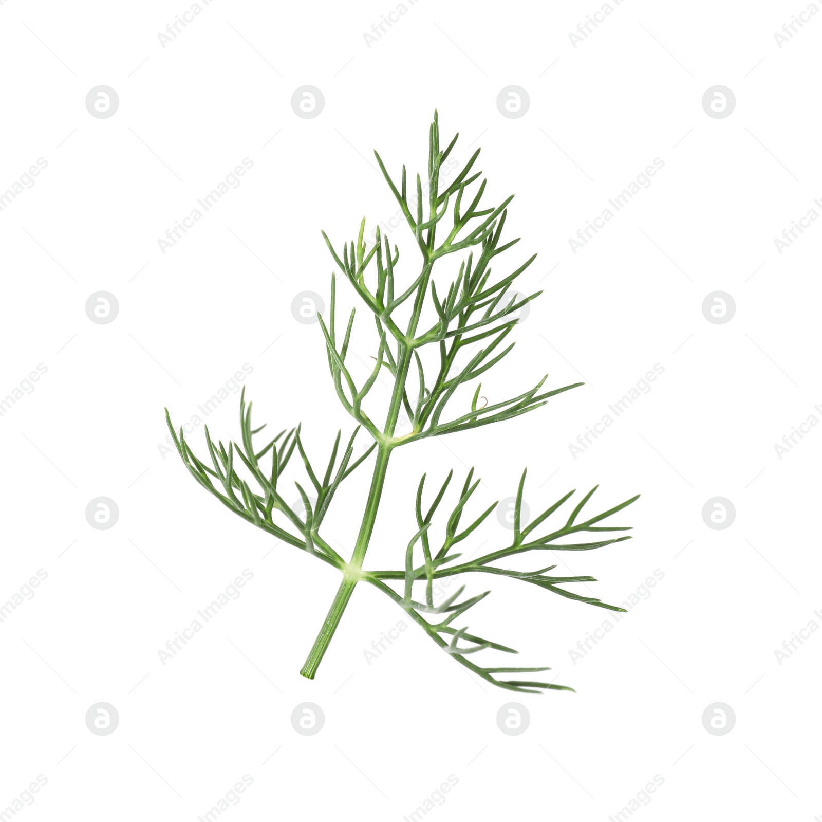 Photo of One sprig of fresh dill isolated on white