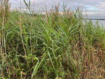 Photo of Picturesque view of river reeds and cloudy sky